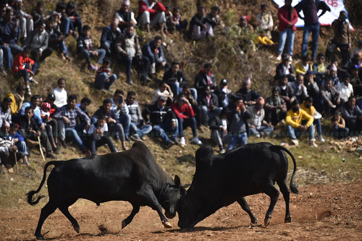 https://raracms.setopati.com/uploads/shares/2020/sujita/goru1/goru (1).jpg